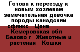 Готова к переезду к новым хозяевам замечательная девочка породы канадский сфинкс › Цена ­ 4 000 - Кемеровская обл., Белово г. Животные и растения » Кошки   